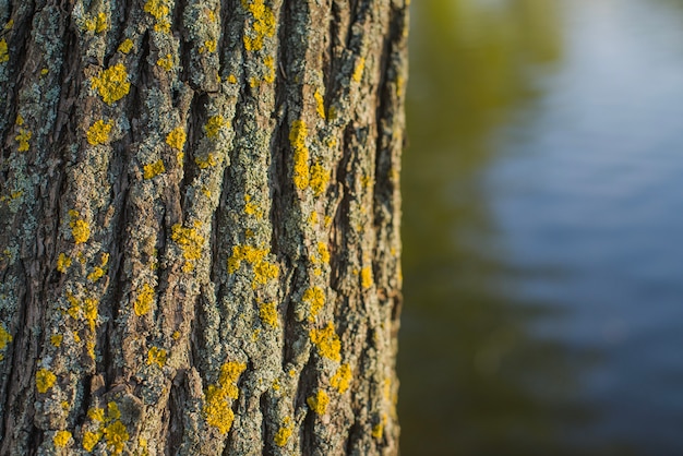 Free Photo close-up of a tree trunk with lake background