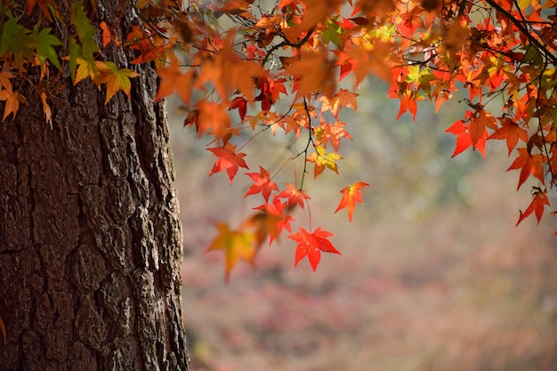 Free photo close-up of tree trunk with leaves in warm colors