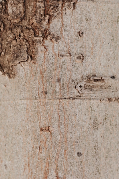 Free photo close-up of tree trunk