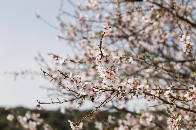 Close up trees branches with blooming flowers