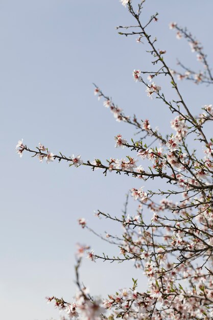 Close up trees branches with blooming flowers