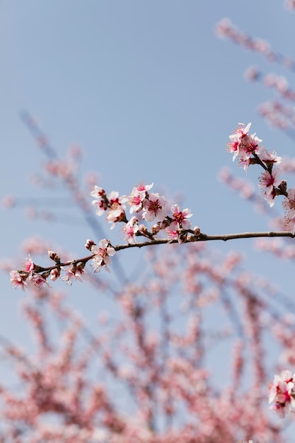 Close up trees branches with blooming flowers