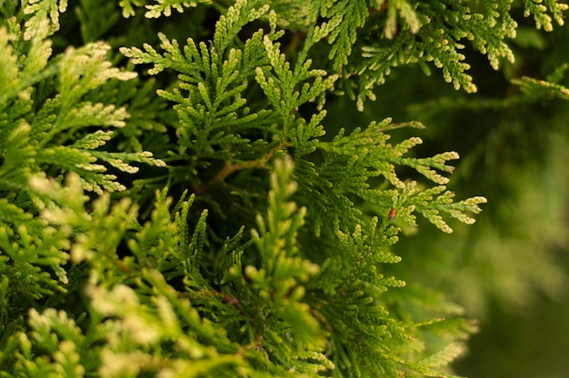 Free photo close-up trees leaves