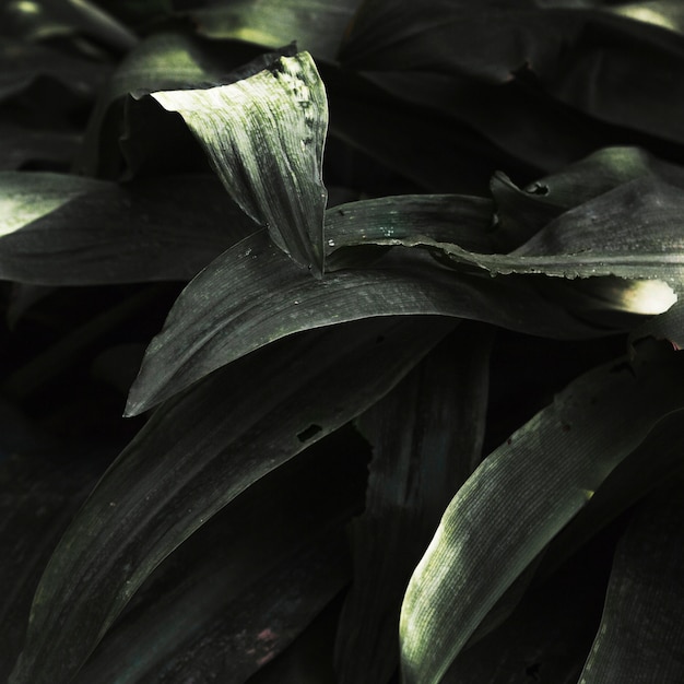 Close-up tropical grass blades