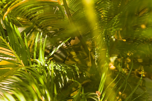 Free photo close up of tropical leaves