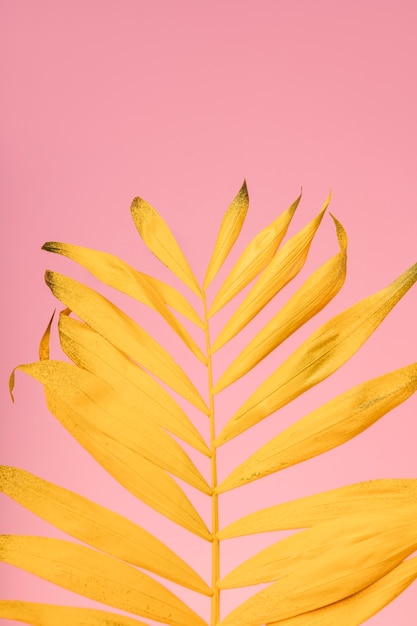 Free photo close up tropical yellow leag close up