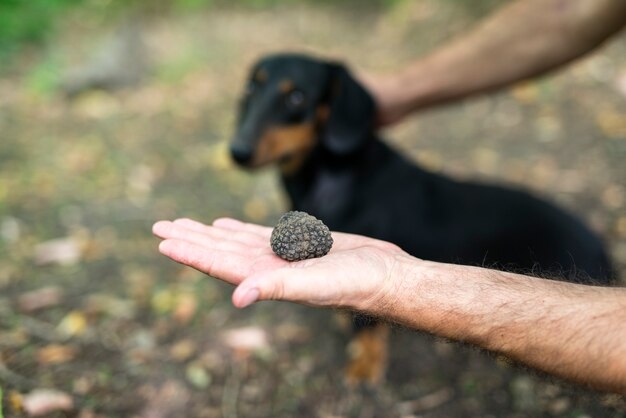 Close up of truffle mushroom in hand and trained dog in the background who takes all the credit