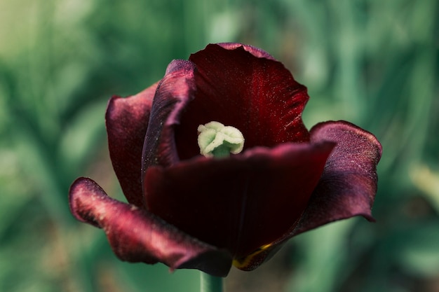 Close-up of a tulip flower during springtime