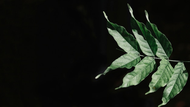 Free photo close-up of twig with green leaves on black background