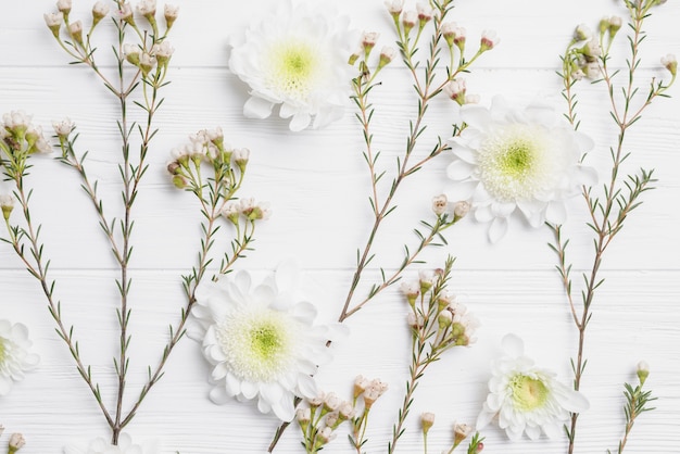 Free photo close-up twigs and flower heads