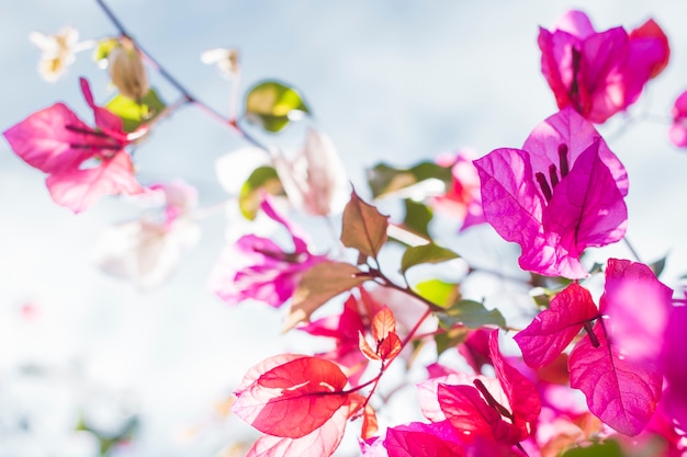 Free photo close-up of twigs with flowers and leaves