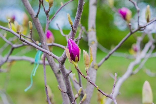 Free photo close-up of twigs with purple buds