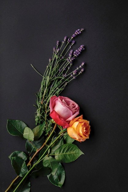 Close-up of two colorful roses over black background