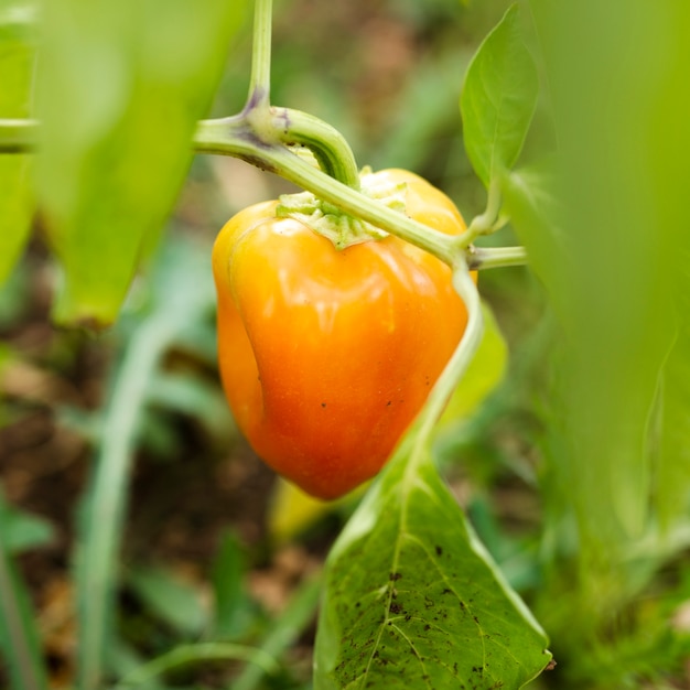 Close-up to unripe garden tomato