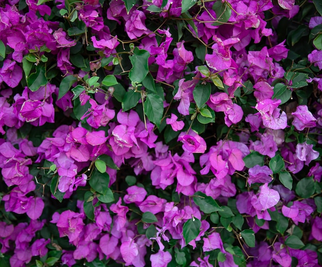 Free photo close-up of a variegated bush with lilac leaves. exotic plants of egypt.