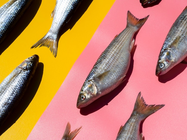 Close-up variety of fresh fishes with gills