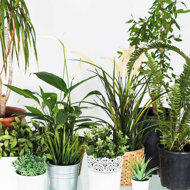 Free Photo close-up of various fresh potted plants