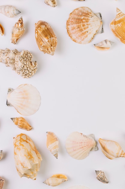 Free photo close-up various seashells