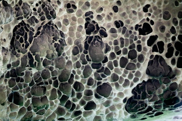 Free Photo close up on various types of mold in nature