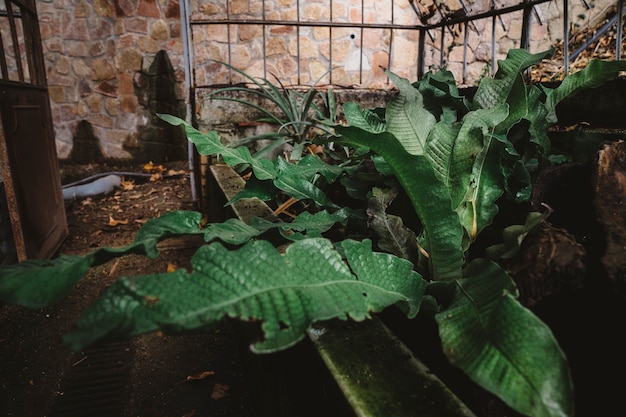 Close up of vegetation in front of house