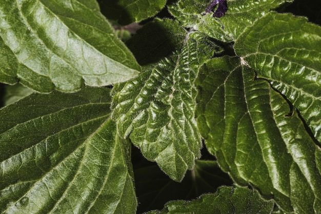 Free photo close-up of vegetation leaves