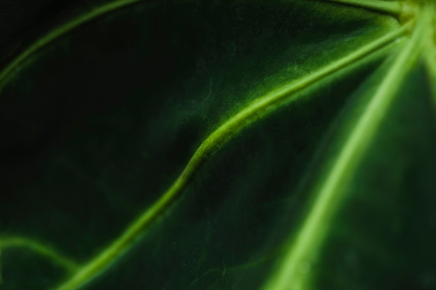 Free photo close-up veins on exotic leaf