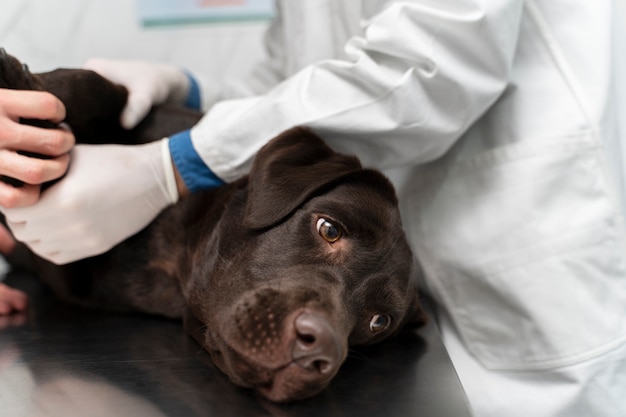 Free Photo close up vet wearing gloves