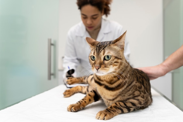 Close up veterinarian helping cat