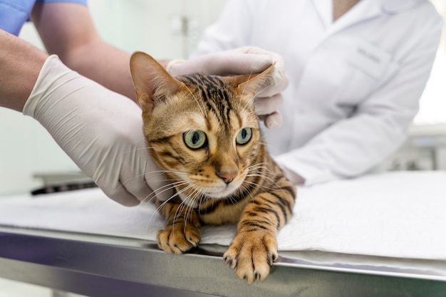 Close up veterinarian helping cute cat