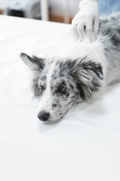 Free Photo close-up of veterinarian's hand on sick dog lying on white table in clinic