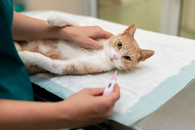 Free Photo close up on veterinarian taking care of cat