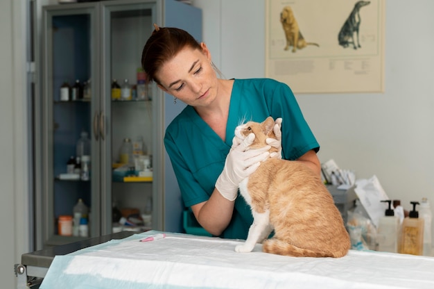 Free photo close up on veterinarian taking care of cat