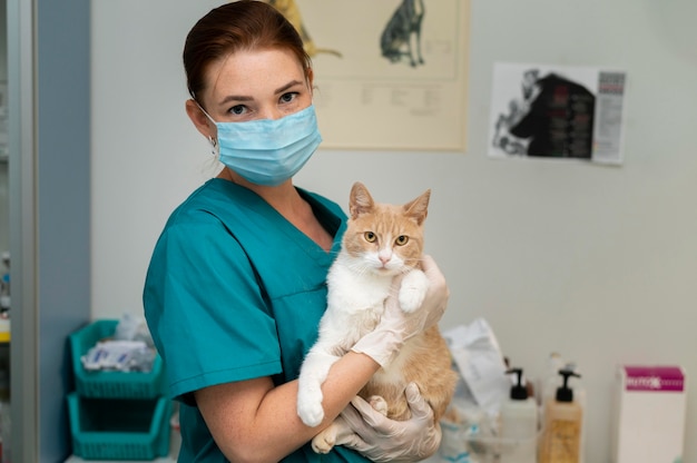 Free Photo close up on veterinarian taking care of cat