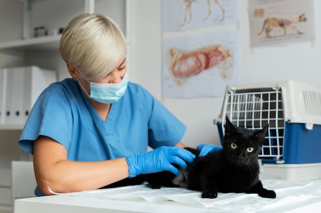 Free Photo close up on veterinarian taking care of cat