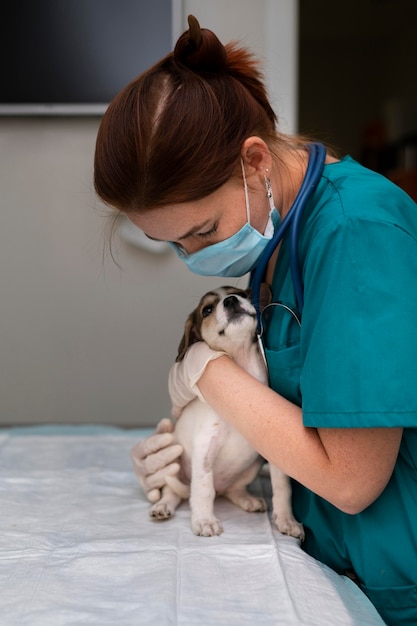 Close up on veterinarian taking care of dog