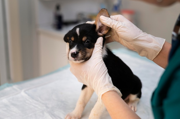 Close up on veterinarian taking care of dog