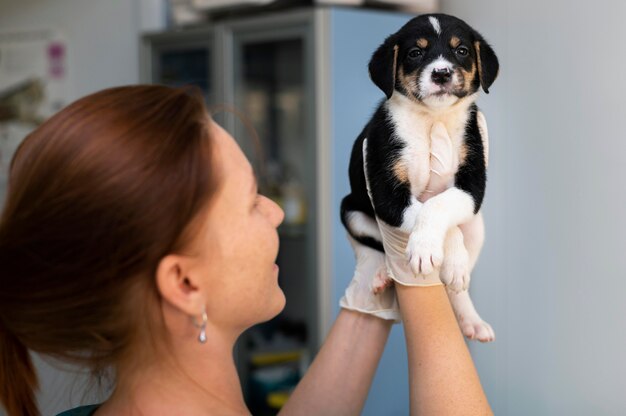 Close up on veterinarian taking care of dog