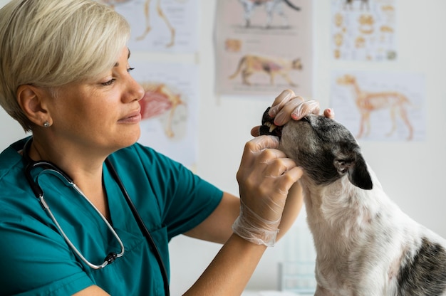 Close up on veterinarian taking care of dog