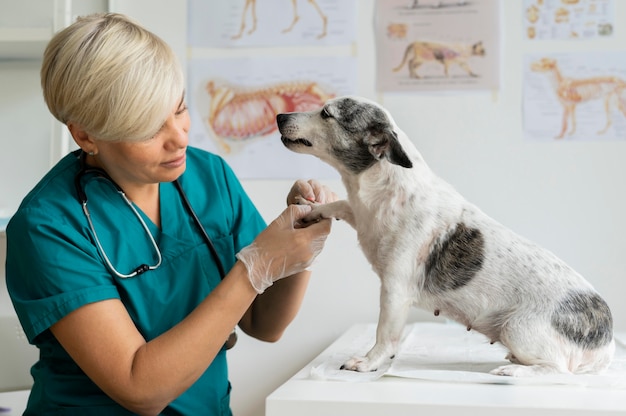 Free Photo close up on veterinarian taking care of dog