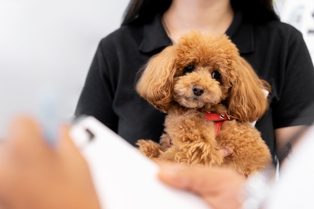 Close up on veterinarian taking care of pet