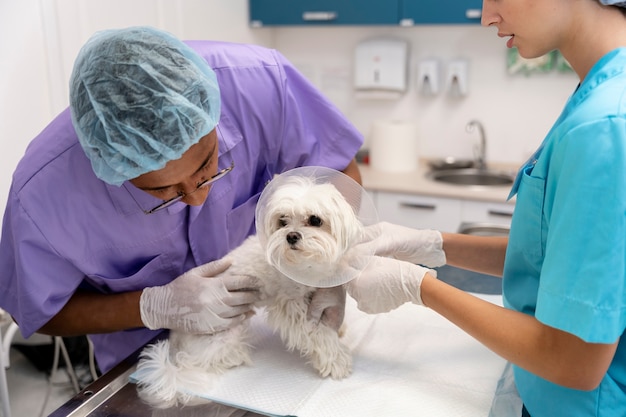 Free Photo close up on veterinarian taking care of pet