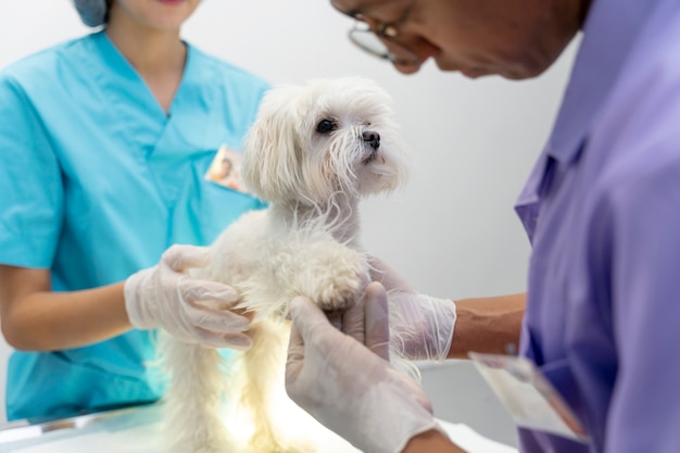 Close up on veterinarian taking care of pet