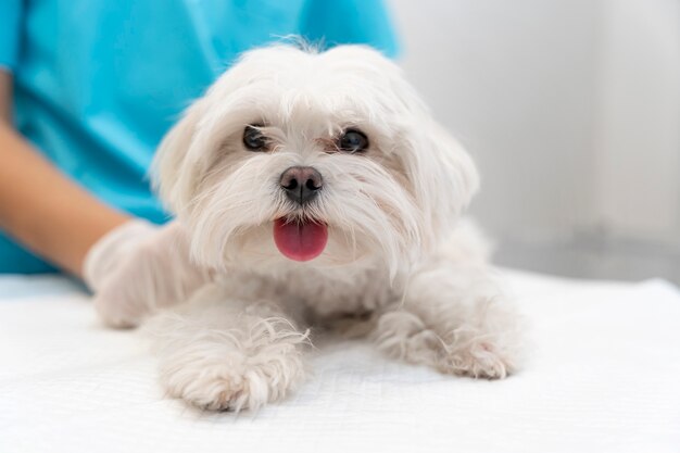 Close up on veterinarian taking care of pet