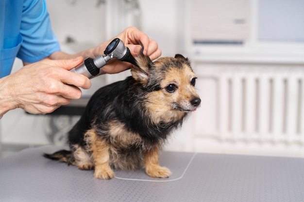 Free Photo close up on veterinary doctor taking care of pet