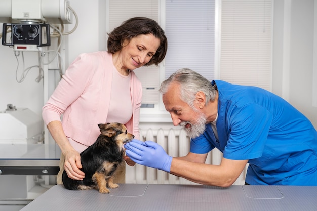 Close up on veterinary doctor taking care of pet