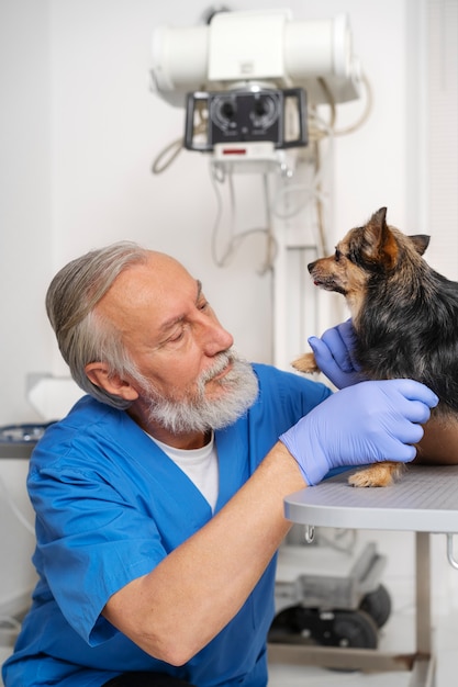 Close up on veterinary doctor taking care of pet