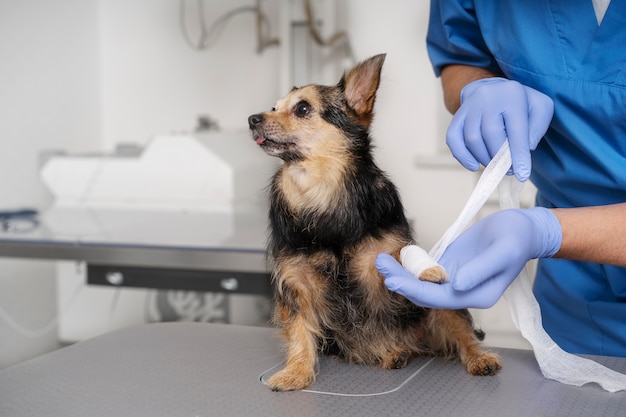 Free Photo close up on veterinary doctor taking care of pet