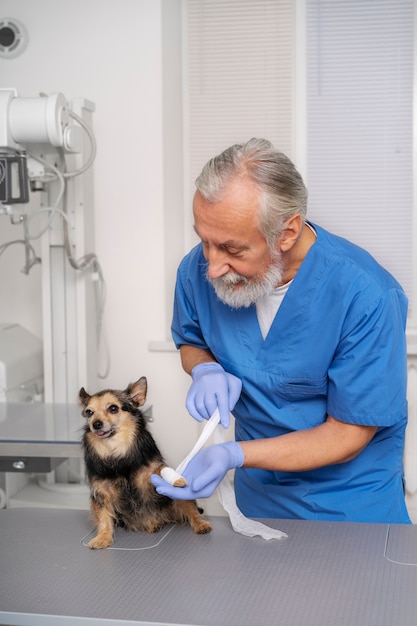 Close up on veterinary doctor taking care of pet