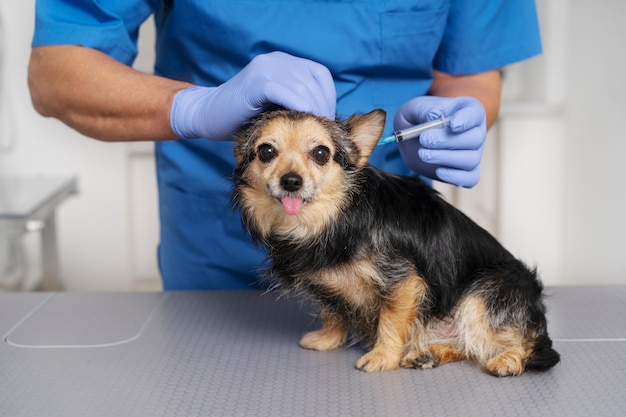 Close up on veterinary doctor taking care of pet