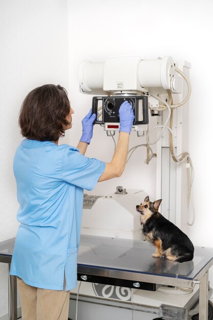 Free photo close up on veterinary doctor taking care of pet